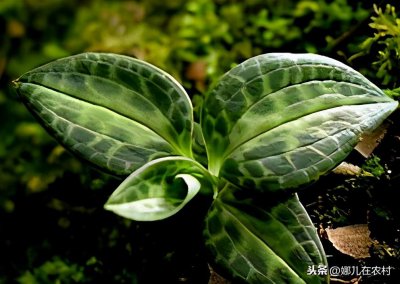 ​山里发现几棵奇特的植物：原来是银线莲 很多人不认识都错过了