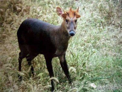 ​野生动物之黑麂