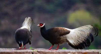 ​山西，省鸟的故乡，一个小精灵＂褐小美＂，魅力无穷，功力无比