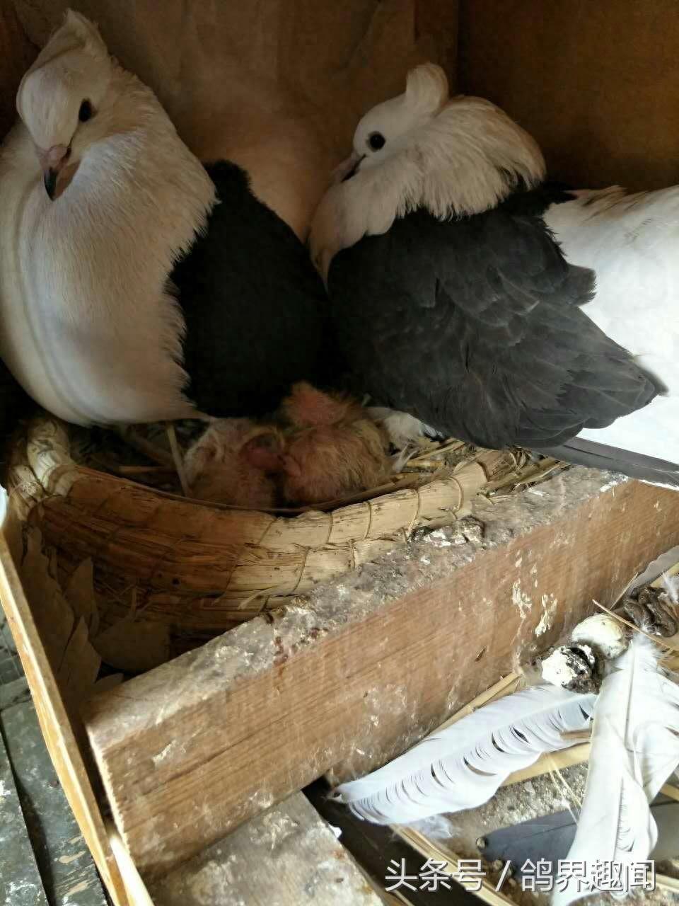 这些比较少见的观赏鸽，你见过几种