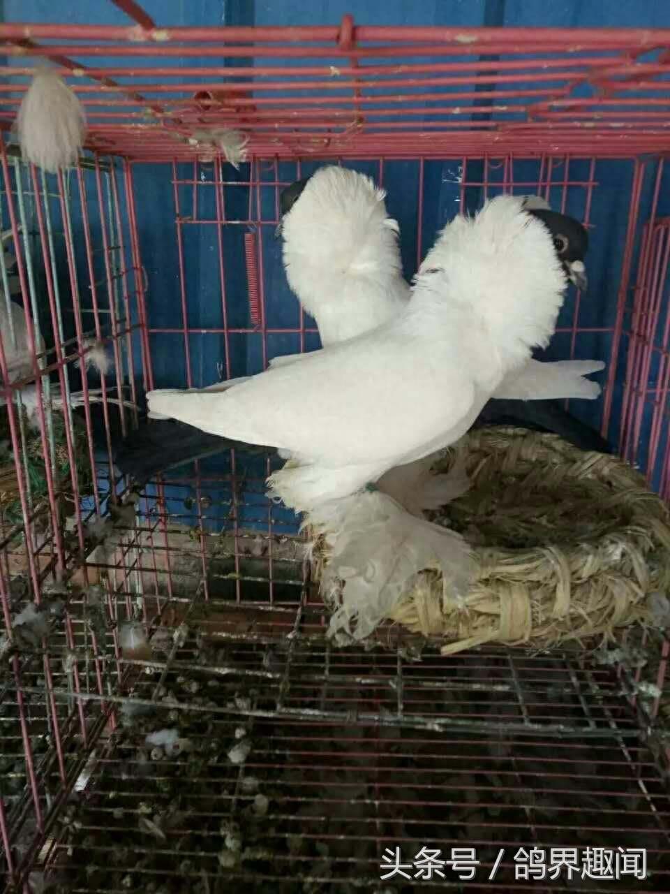 这些比较少见的观赏鸽，你见过几种