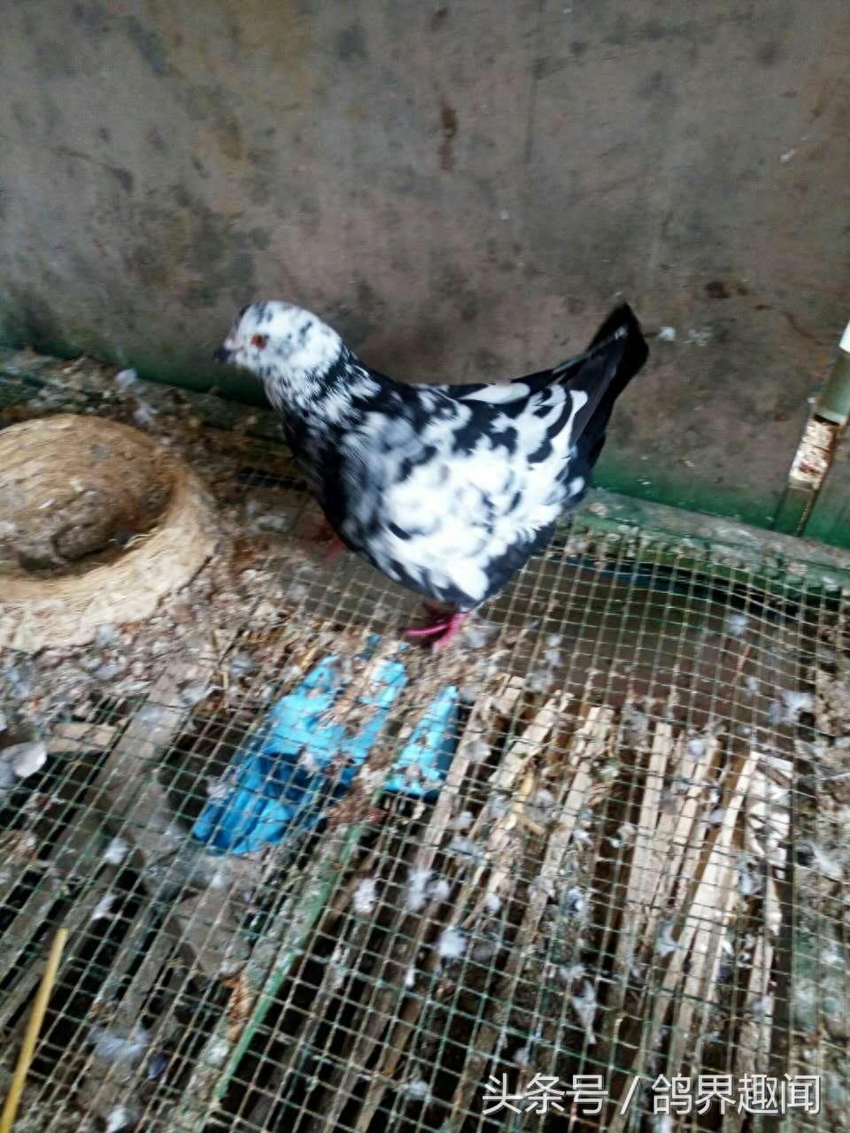 这些比较少见的观赏鸽，你见过几种