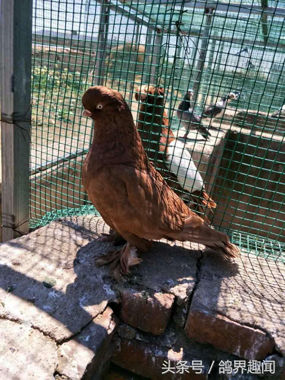 这些比较少见的观赏鸽，你见过几种