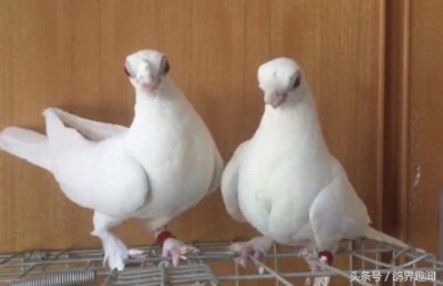 ​这些比较少见的观赏鸽，你见过几种