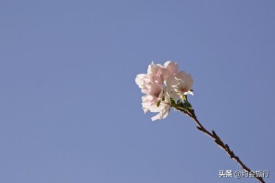 ​惊艳！武汉大学樱花深秋开放，引得游客慕名来围观赏花，纯免费