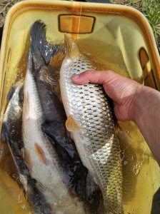 ​升钟湖游钓归来，为钓友五一出钓探探路...