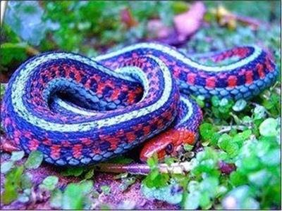 传说中的森林之王-——宛如宝石般的蓝蛇