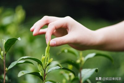 ​茶是碱性还是酸性的？