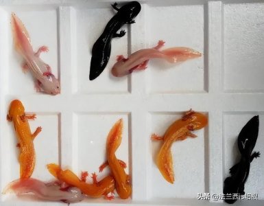 ​广州海关截获“六角恐龙”，花鸟市场50元6条，难道是濒危物种？