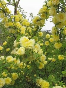 ​《三字经》白话译文