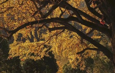 ​国内最古老的十棵树，比金丝楠木还珍贵，其中一棵寿命超过五千年