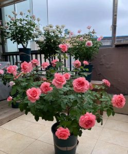 ​有种月季叫“珊瑚果冻”，颜值高、香味浓，多季开花，阳台也能种