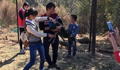 ​触目惊心！孔雀遭游客强行拔毛拍照 惊吓过度当场死亡