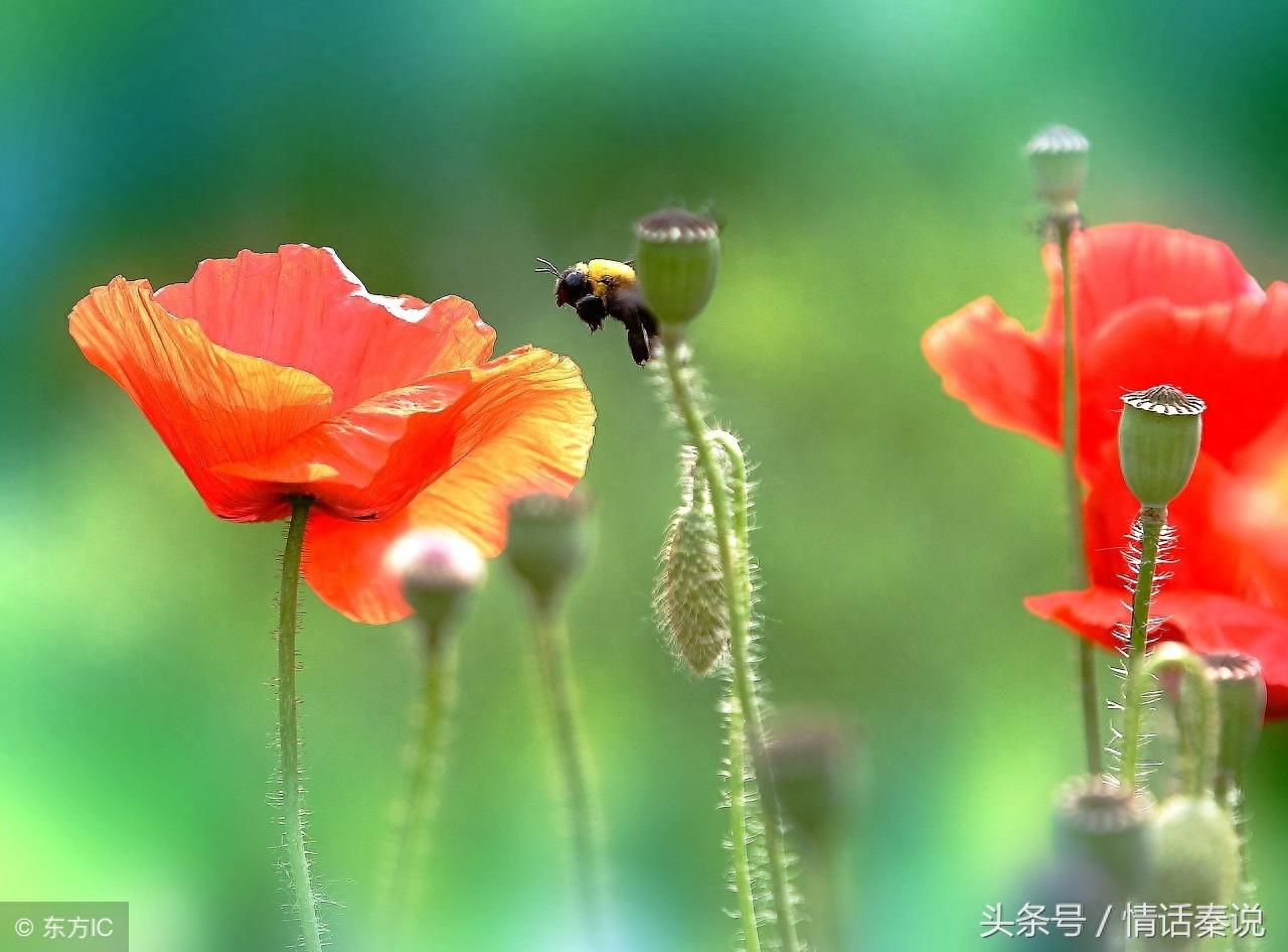 想念，是会呼吸的痛！