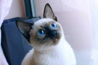 ​暹罗猫——我行我素的高冷，形影不离的粘人，网友：我能退货吗