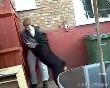 ​不要随便挑衅纯种罗威纳犬的主人，实在是太危险了！