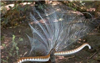 ​自然界神奇的鸟类——琴鸟