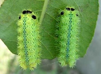 ​枣树上的虫子，会蜇人的那种是什么虫？