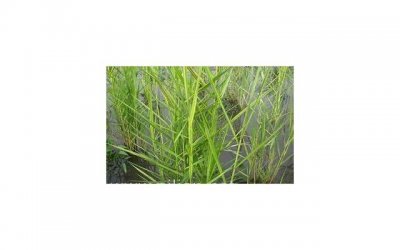 ​天秤座女生感情弱点及其应对策略