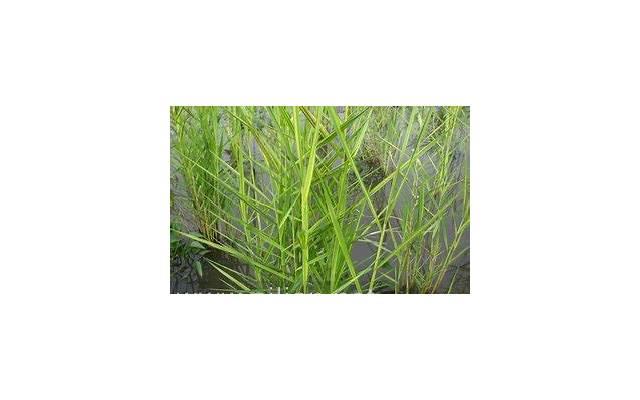 天秤座女生感情弱点及其应对策略