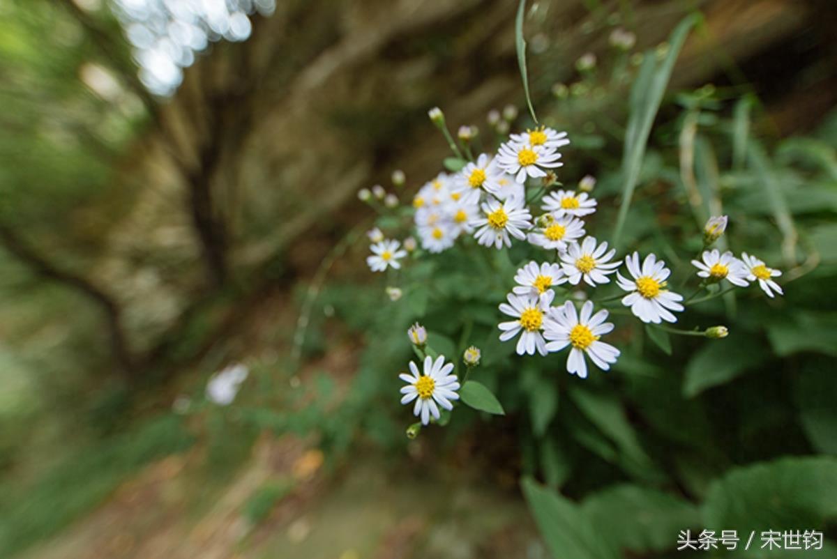 中国道教名山——少华山