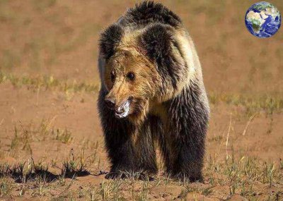 ​三江源马熊成精了，马熊“熊墩墩”和牧民老艾克竟然胜负难分