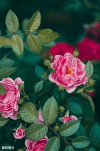 ​值得收藏，我国各市市花，看看你家乡的市花是什么