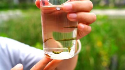 ​邹城发现2亿年前水生物——“仙女虾”