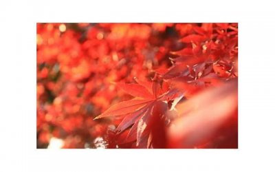 ​结婚六十年是什么婚