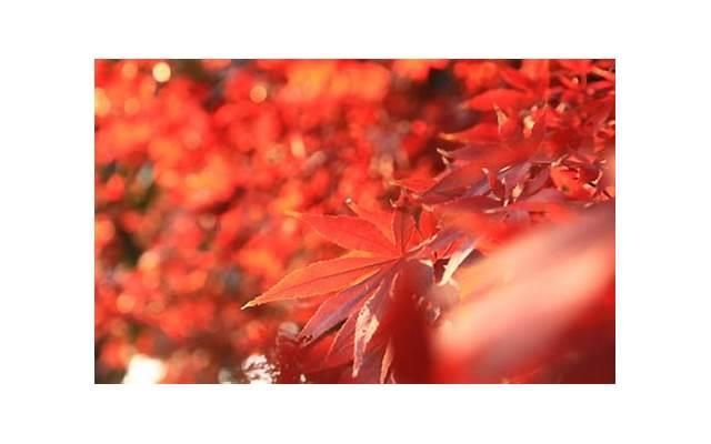 结婚六十年是什么婚