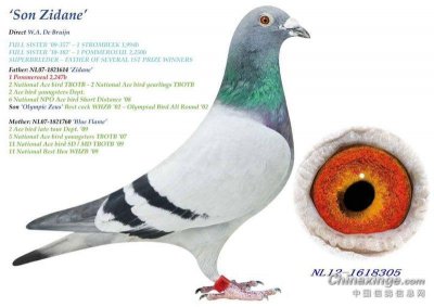 ​从不看鸽眼 血统系统配对 养鸽四年公棚飞出惊喜