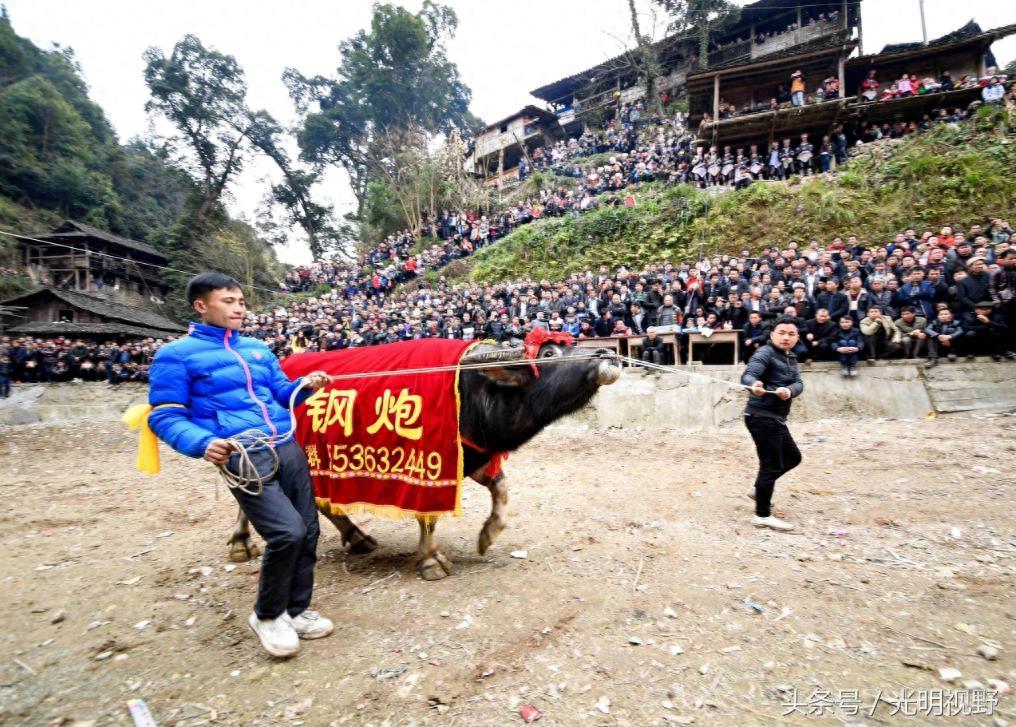 贵州斗牛现场：场面壮观，30个壮汉都拉不开