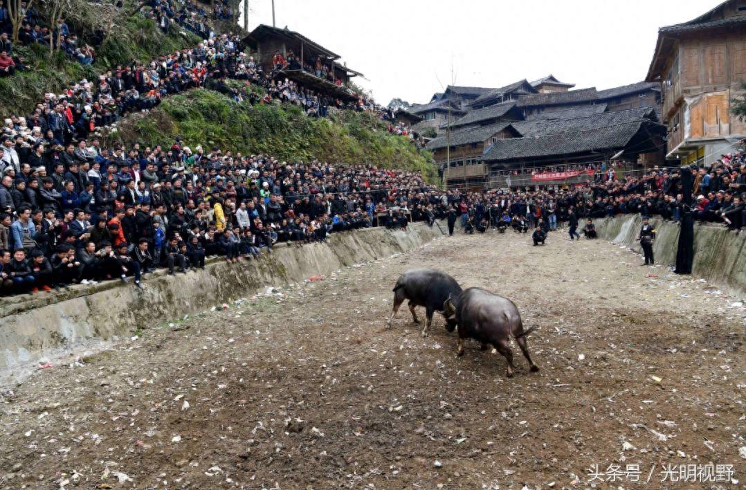 贵州斗牛现场：场面壮观，30个壮汉都拉不开