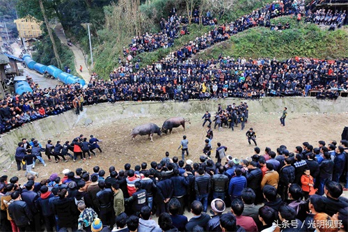 贵州斗牛现场：场面壮观，30个壮汉都拉不开