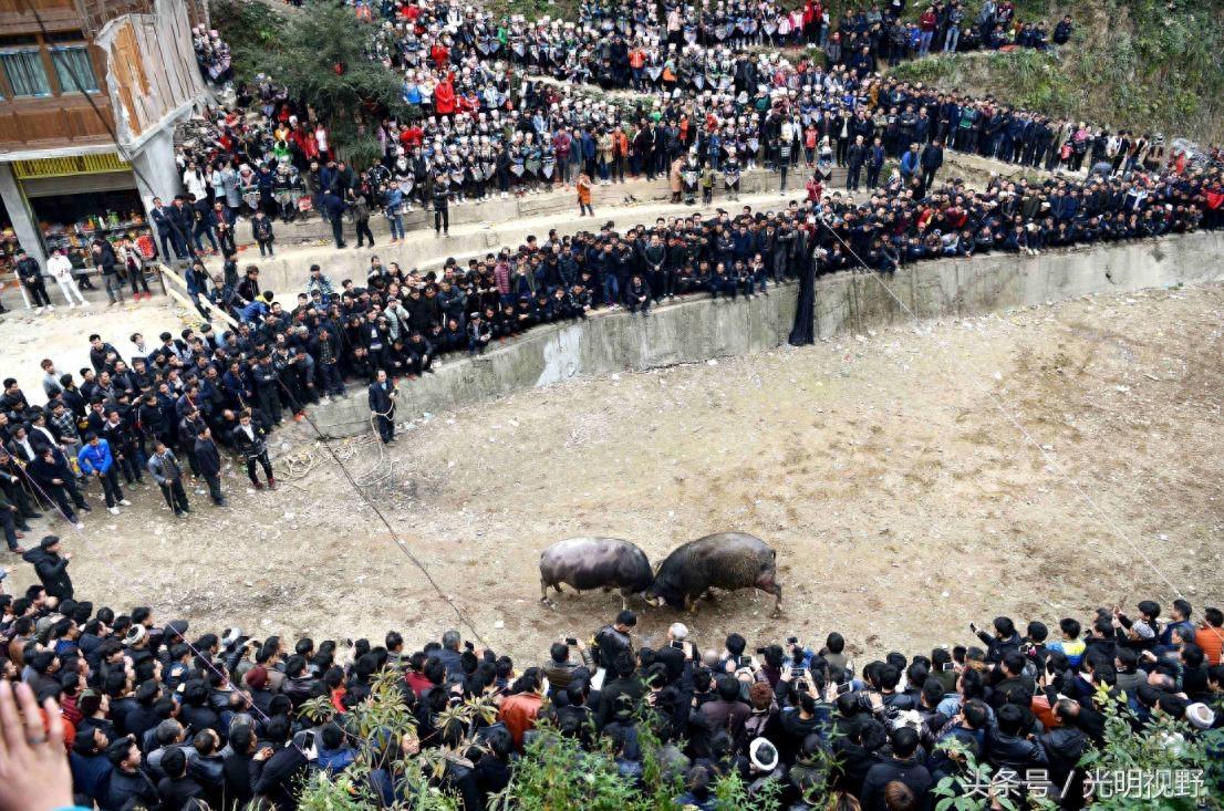 贵州斗牛现场：场面壮观，30个壮汉都拉不开
