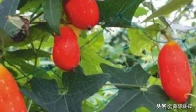 ​乡野一种叫“老鼠拉冬瓜”的野果，吃过的人不多，它的根块更珍贵