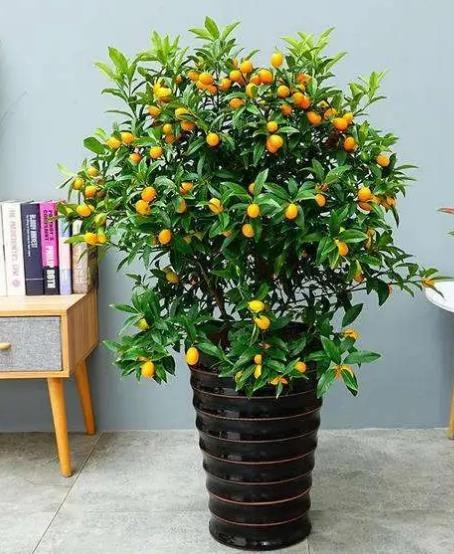 适合盆栽的果树苗有哪些（适合盆栽的果树有哪些）