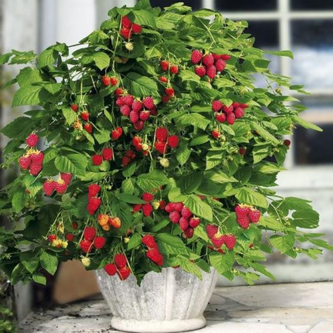 适合盆栽的果树苗有哪些（适合盆栽的果树有哪些）