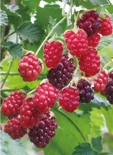 适合盆栽的果树苗有哪些（适合盆栽的果树有哪些）