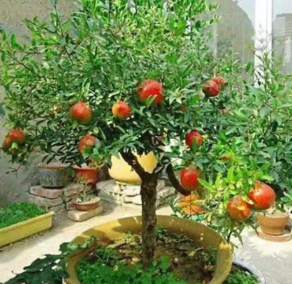 适合盆栽的果树苗有哪些（适合盆栽的果树有哪些）