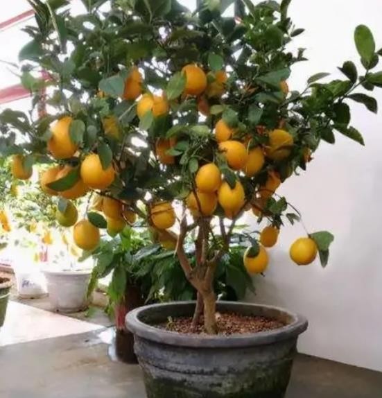 适合盆栽的果树苗有哪些（适合盆栽的果树有哪些）