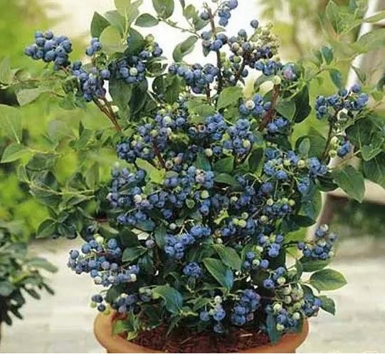 适合盆栽的果树苗有哪些（适合盆栽的果树有哪些）