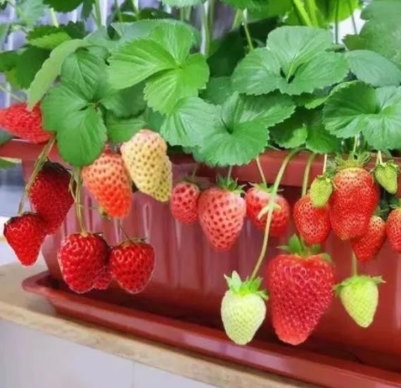 适合盆栽的果树苗有哪些（适合盆栽的果树有哪些）