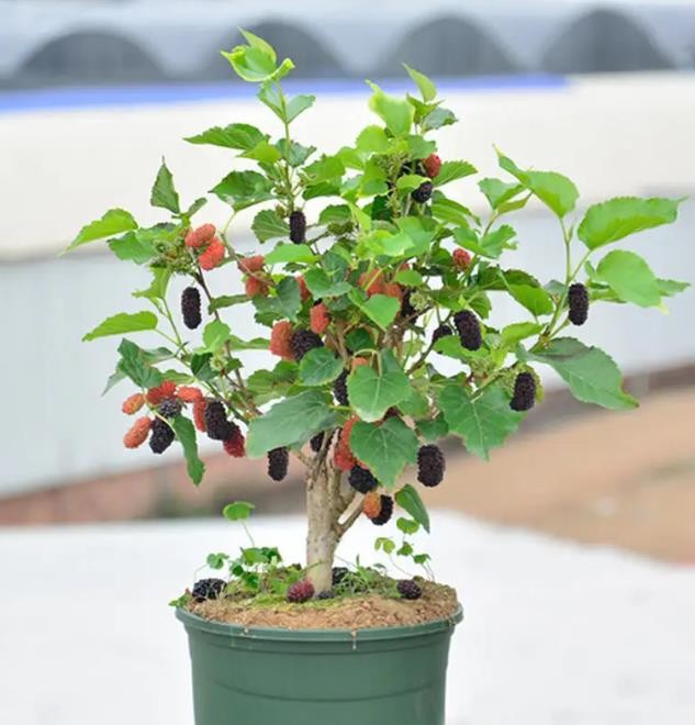 适合盆栽的果树苗有哪些（适合盆栽的果树有哪些）