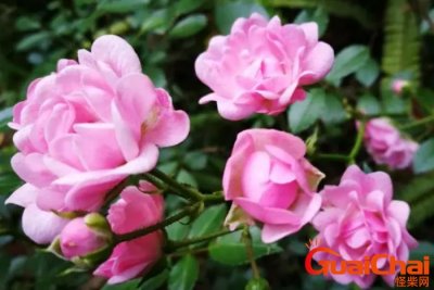 ​蔷薇花的花语有哪些？蔷薇花九大品种花语是什么？