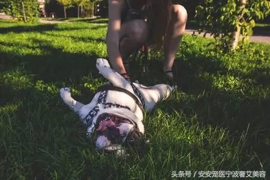 宠物美容的工具和用品主要有哪些(学会运用这16种宠物美容工具)(1)