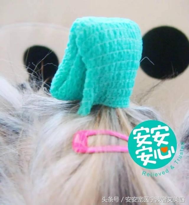 宠物美容的工具和用品主要有哪些(学会运用这16种宠物美容工具)(15)