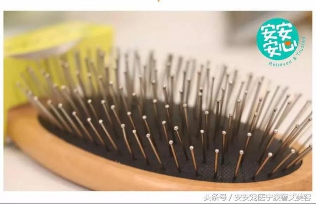 宠物美容的工具和用品主要有哪些(学会运用这16种宠物美容工具)(6)