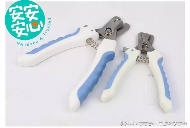 宠物美容的工具和用品主要有哪些(学会运用这16种宠物美容工具)(10)