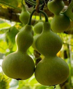 ​办公室里的故事（办公室的故事——竹杖芒鞋轻胜马）